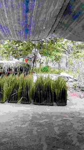 Atap Daun Rumbia Termurah & Tahan Lama