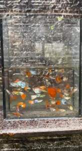 (5pcs) Guppy Fish/ Gapi Rojak / Ikan Hiasan/ Ikan Gapi