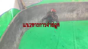 ไข่เชื้อไก่ชน ลูกเสือดำ สุดยอดเบอร์แข้ง รับประกันเชื้อ ฟักออกจริง ส่งด่วนทั่วประเทศ