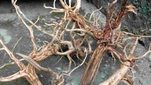 Akar Rasamala Size XL: Panduan Akar Aquarium Aquascape