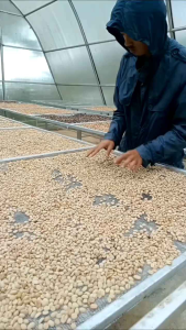 Kopi Arabika Toraja Sadoko Premium 150gram & KAGU CoffeeToraja