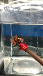 (Same as photo)AOC Betta Fish Size M Ikan Laga Show Gred