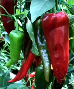 5 BUTIR BIJI/BENIH CABE JUMBO SWEET ITALIAN