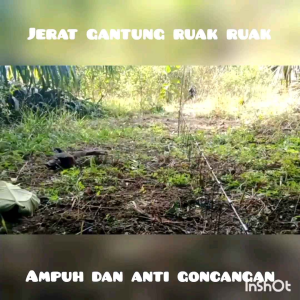 JEBAKAN BURUNG RUAK2 DAN BURUNG SAWAH PANJANG 8 METER