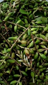 100 Quả Ô Rô Nước ngọt