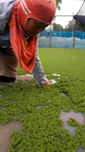 แหนแดงคัดเกรด แฟลสเซลโคตรคุ้ม 10 กิโล เกรดA