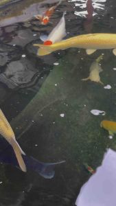 JAPAN TANCHO KOI 45-50cm from ISA KOI FARM  OFFER RM6888 now  ( previous RM9800 )