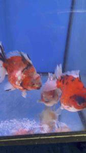 CHINA ORANDA GOLDFISH 15/16cm JUMBO SIZE  688 per fish + shipping 50