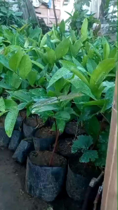 Jambu Air: Minuman Segar Alami & Manfaat Kesehatannya