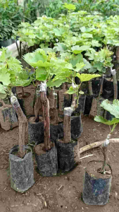 Anggur Impor: Pilihan Tepat untuk Pernikahan, Acara Penting, dan Pesta