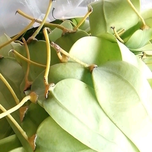 ผักใบยวมไร้ก้าน100g.(1ขีด)