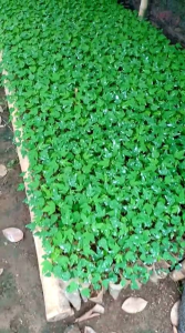 bibit pepaya california isi 500 bitir