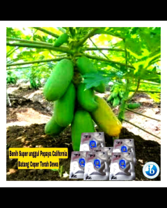 Jual Benih Pepaya F1 IPB Varian (7 butir Grade A +bonus)