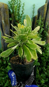 ต้นส้มเช้าด่าง สัมเช้ากำแพง ต้นมังกรทอง กระถาง​4นิ้ว สูง 12 นิ้ว รากแข็งแรง​พร้อมปลูก ไม้มงคล ไม้ประดับ ไม้เลี้ยงง่าย ไม้ฟอกอากาศ