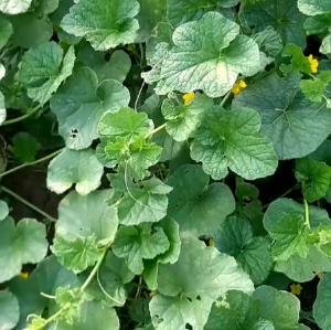 Biji / Benih Tanaman Timun Mas Orange Manis Renyah