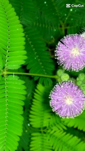 Daun putri malu fress20gram