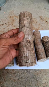 Brazilian Wood Bonsai Hanjuang Brazil / Bibit Stek Hanjuang Brazil Hijau Andong Mudah Hidup COD