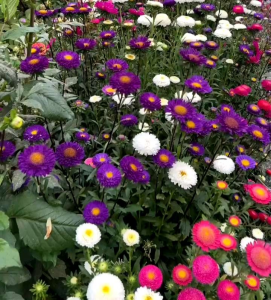 (KEMASAN PREMIUM) BIJI | BENIH BUNGA ASTER POWDER PUFF MIX