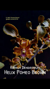 Anggrek Dendrobium Helix Pomeo Brown: Bibit Berkualitas & Bunga Keriting