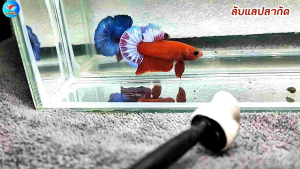 ปลากัดเฮวบอยแดง Red Hellboy (เพศผู้) | ส่งฟรีมีปลายทาง | ลับแลปลากัด