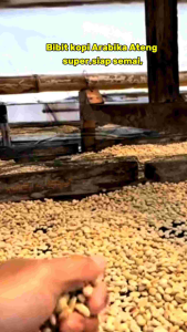 Benih Kopi Ateng super 1kg siap Semai