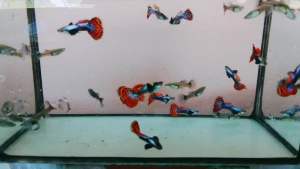 อาหาร ป ลา หา ง นก ยุ ง หูช้างโมเสท ชาย หญิง 1 คู่ พร้อมผสม