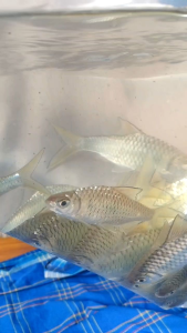 ikan sia/Masai silver black lace  size 5-+inch   3 PCs package
