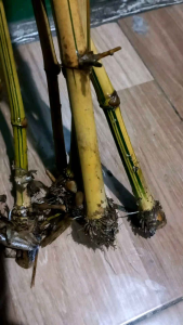 bambu kuning 1 meter 5 pohon