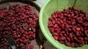 kulit melinjo/kulit tangkil merah merona langsung petik 1kg