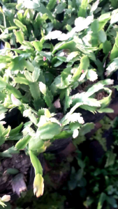 Tanaman Hias Wijaya Kusuma: Dekorasi Ruangan Sempit dan Kantor