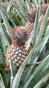 Ready Buah Nanas Muda Fresh 1 Buah