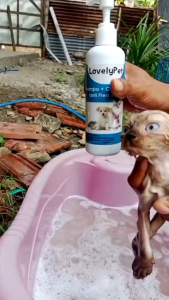 Shampoo Kucing Anjing 3in1 Anti Kutu Jamur Conditioner & Bonus Sisir