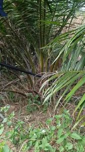 Alat Kastrasi Sawit Per Asli - Dodos Kastrasi Sawit Asli - Alat Membuah Buah Dompet