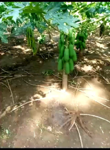 Benih/Bibit Pepaya Californi: Superbuah Unggul & Virus Tahan