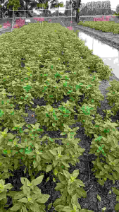 ชุดยาผีหลอกโหรพาใบสวยแก้โรคราน้ำค้าง ขนาดเล็กผสมน้ำได้500ลิตร ช่วยเร่งราก แตกยอดไวกว่าปกติ ก้านใหญ่ใบหนา เขียวเข้ม ตัดได้เร็วขึ้น รักษาโรค ราเขม่าดำ ราใบจุด ใบไหม้ ใช้ฉีดพ่นใต้ใบและทั่วทั้งต้นทุกๆ5-7วัน