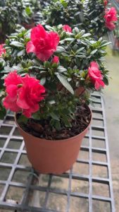 #ดอกอาซาเลีย 🌷🌸 #กุหลาบพันปี 🌸🌷 ดอกสวยหวาน ใจละลาย งามจนหลง