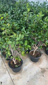 Camellia Japonica drama Girl คาเมเลีย japonica / คาเมเลีย ต้นใหญ่80-100cm