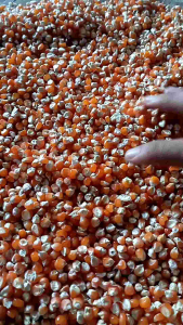 Jagung Kristal Pakan Burung Dara Merpati Repack 1kg