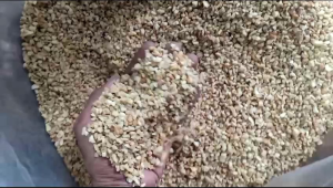 Kacang Mede Menir: Makanan Sehat & Lezat