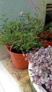 Japanese Miniature Rose Pink ミニチュア ローズ ピンク - オーガニック - Organic Liquid Fertilizer