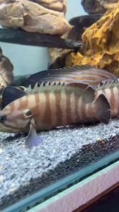 Chocolate Grouper/Readystock/Brackish/Ornamental Fish