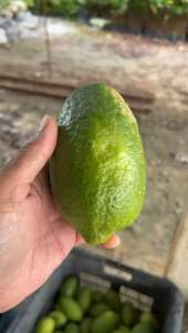 Fragrance Lemon 🍋 Grade B price per KG