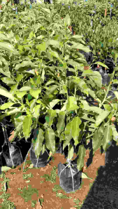 จำปาแคระ ทาบกิ่ง ต้นละ 180฿