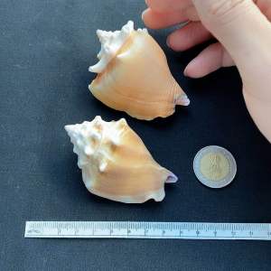 Golden Fist Conch Shell หอยสังข์กำปั้นทอง jin quan