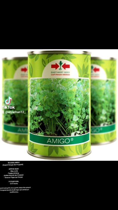 Benih Bibit Seledri Amigo Kaleng isi 50gr cap Panah Merah