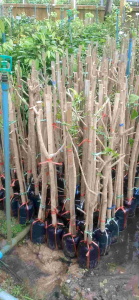 ผักหวานสีทอง ตอนกิ่ง