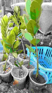 plants /gardening /good morning plant/ rooted plant/ can be grown in hydro or water base plant/ indoor and outdoor plant/ easy to care / plant less care need can be indoor and outdoor plant less care needs