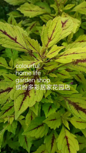 金光灿灿彩叶草观叶花奔植物苗Anak Pokok Duan Berwarna Emas Coleus Scutellarioides/Plants Seedlings Golden Light Coleus Scutellarioides