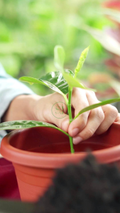 Wall planter bag 16 kantong pot dinding wallplant