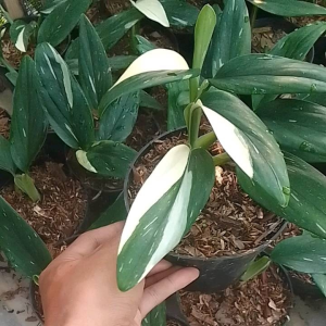Bunga Hias Hidup Monstera Standleyana Murah - Bunga Standleyana Variegata Putih